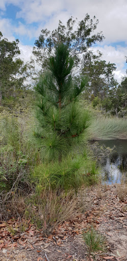 Tinana Creek Conservation Park - Thumbnail