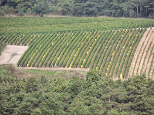 Photo n°9 de Lamoureux-vincent Jean-michel EARL à Les Riceys (Magasin de vins et spiritueux)