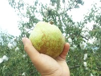 ラ・フランス ますほ もちづき農園