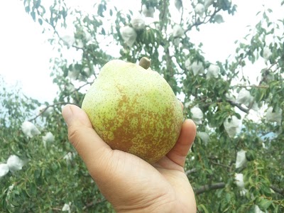 ラ・フランス ますほ もちづき農園