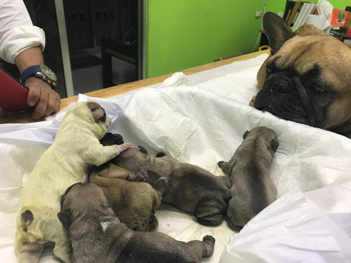 Clínica Veterinaria D' dogtors Gallery - Mexico