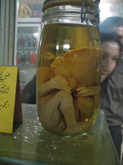 Photos of Isfahan Natural History Museum