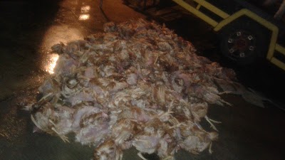Photos of Ternak Ayam