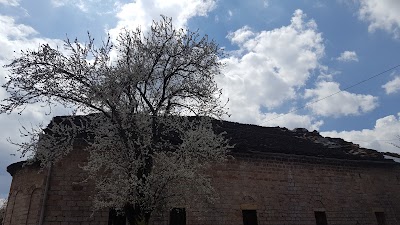 Photos of Shen Kolli