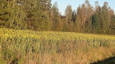 Photos of V&auml;&auml;ksy Channel Golf Association