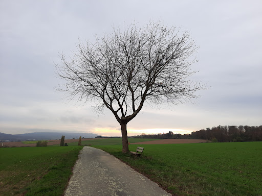 Der einsame Baum - Visual
