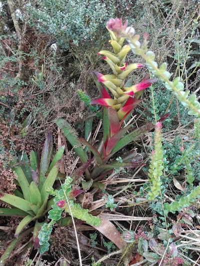 Photos of Alto El Tigre