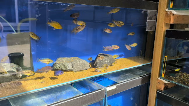 K&C Rift Valley Cichlids UK