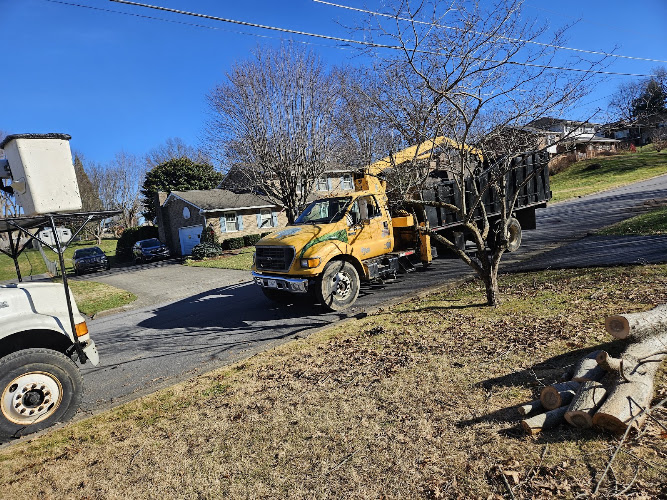 AAA Don's Tree Service & Stump Removal