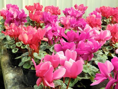 Photos of Kircher's Flowers and Garden Center