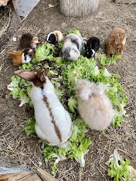 Photo n°24 de La fermette d'Agxence à Charantonnay (Ferme à visiter)