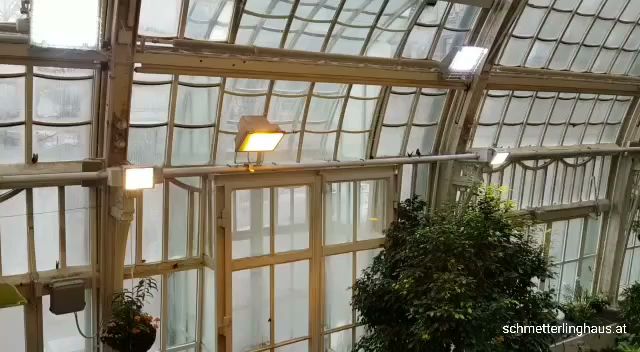 Schmetterlinghaus by null