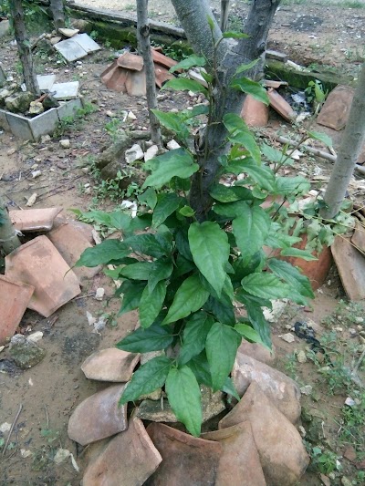 Photos of KEBUN CABE JAMU MADURA