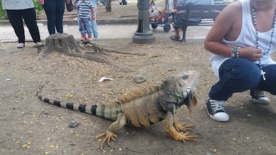 Photos of Parque De Las Iguanas
