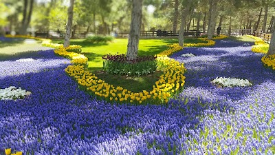 Photos of Erikche Piknik Forest