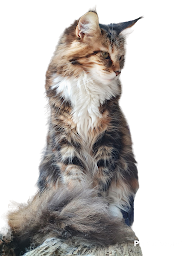 Photo n°25 de Chatterie Du Clos Du Coteau - Élevage de Maine Coon à Crotelles (Éleveur de chats)