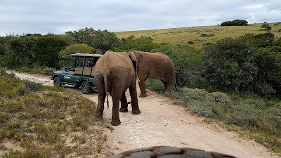 Photos of Amakhala Game Reserve