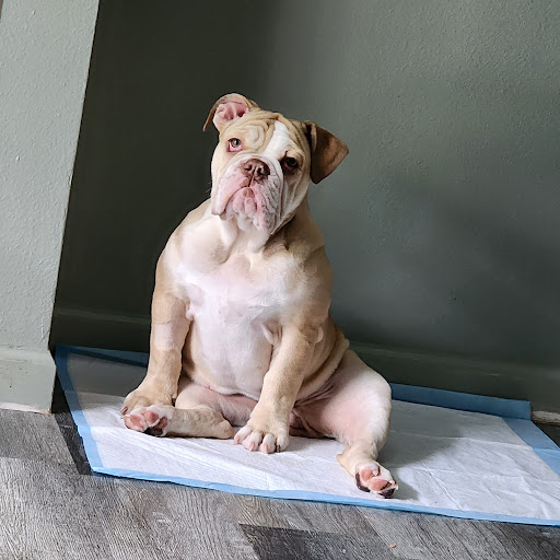 Topanga Veterinary Clinic - Thumbnail
