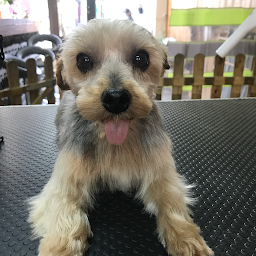 Photo n°8 de DOUCE HEURE CANINE à Oloron-Sainte-Marie (Toiletteur)