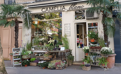 Camelia Blanc Fleuriste