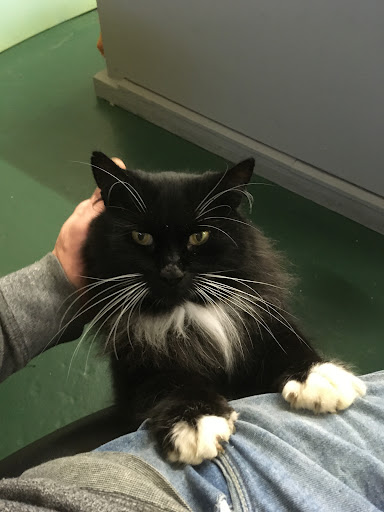 Ryedale Vets Pickering - Thumbnail