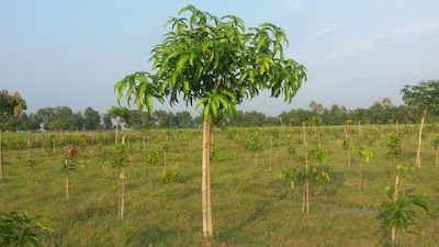 Photos of Chowdhury Mango Garden