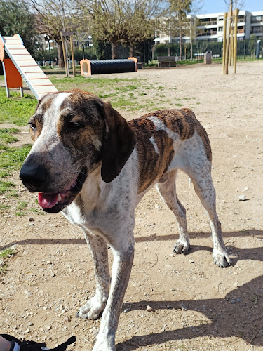Docteur Combe François - Saint-Raphaël
