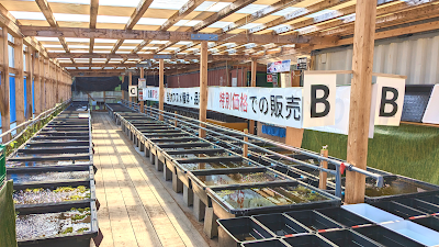 いぶき | 指宿メダカとミジンコの販売店