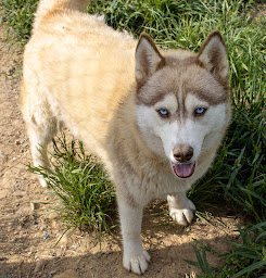 Photo n°23 de Domaine des ptits loups givrés Elevage husky et berger australien à Rieux-de-Pelleport (Éleveur de chiens)