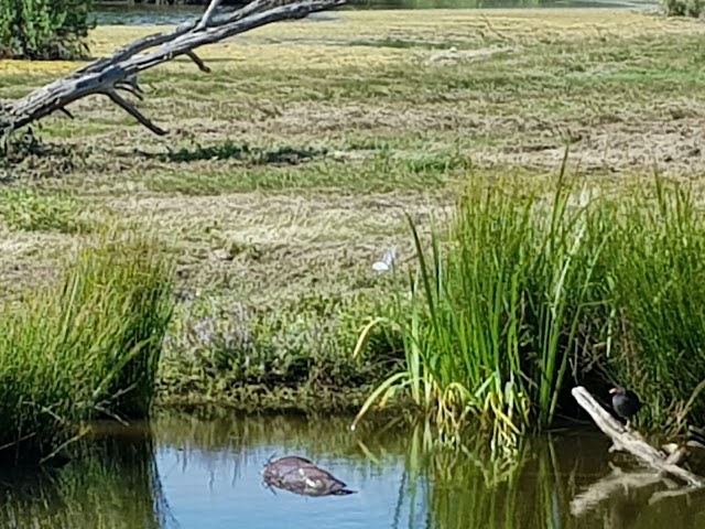 Réserve Ornithologique du Teich