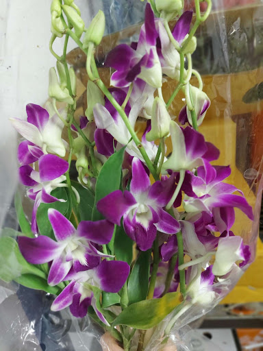 Fleur-Quebec - Visual