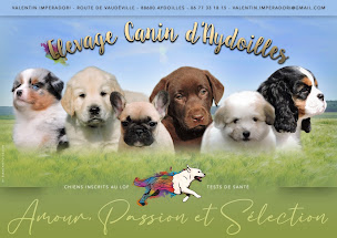 Photo n°24 de Elevage Golden Retriever LOF - Elixir d'Aydoilles à Harol (Éleveur de chiens)