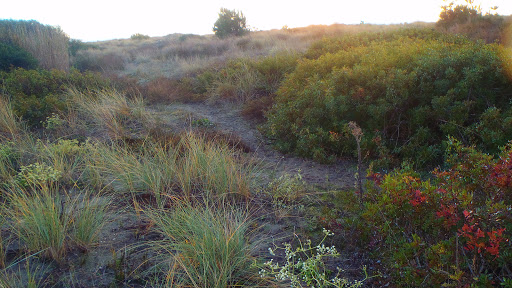 Area S.I.C. Dune dell'Angitola - Thumbnail