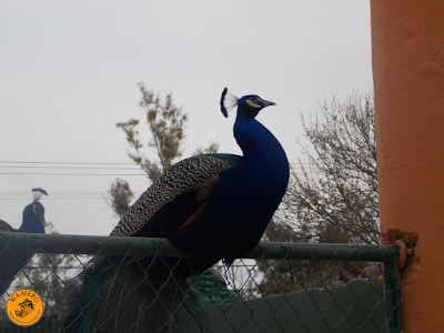 Photos of Zoo Queretaro Wameru