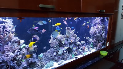 Sho Tank Aquariums