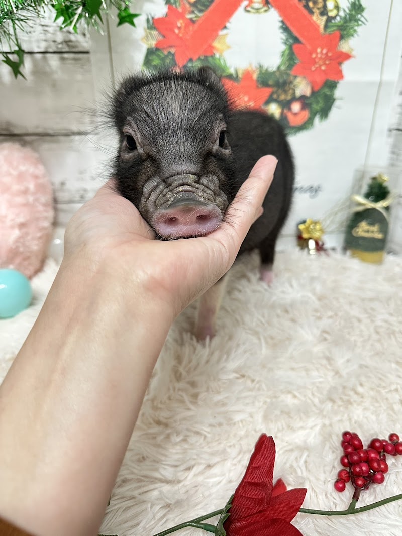 small animals ぷいぷい