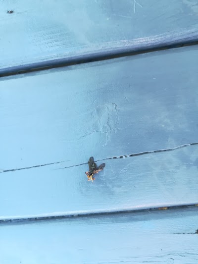 Photos of Pestisect Pest Control Brampton, Mississauga, Toronto