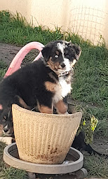 Photo n°7 de Elevage de Natyben à Saint-Martin-du-Fouilloux (Éleveur de chiens)