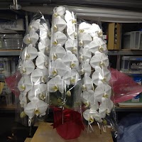 花ことば 高槻店