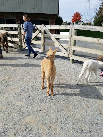Photos of Eastland Alpacas
