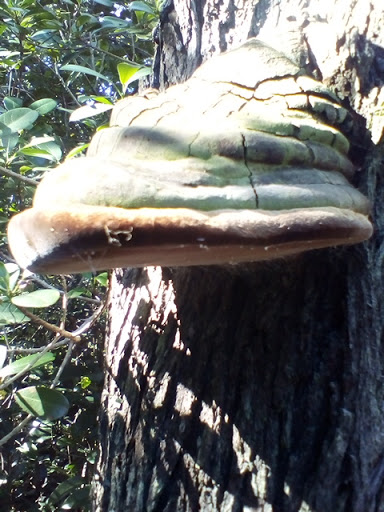 River Heads Community Garden Gallery - Australia