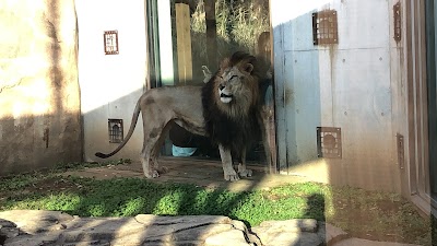 千葉市動物公園 京葉学院ライオン校 ライオン展示場 Chiba Japan