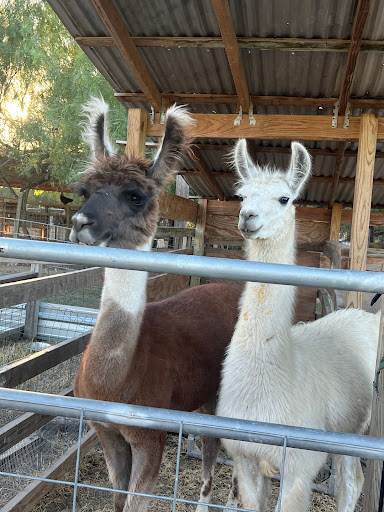 Rocky Dee's Pumpkin Patch - Visual