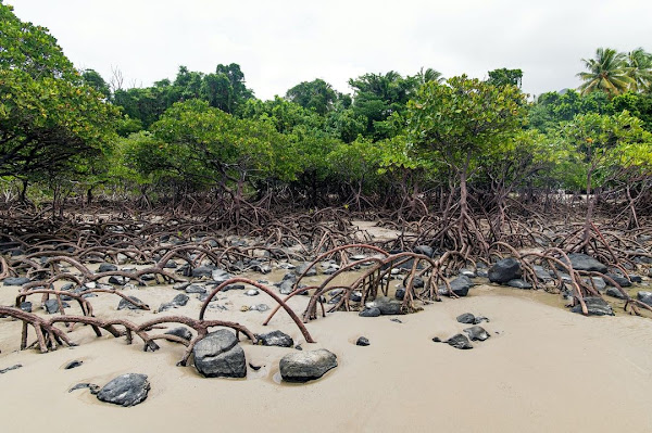 Mangrove Trimming by Gerard