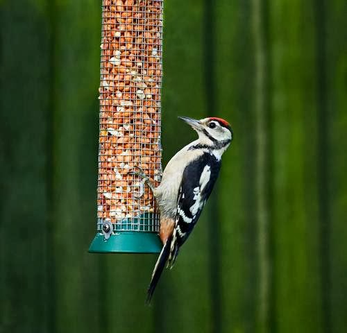 The Really Wild Bird Food Company photo 3