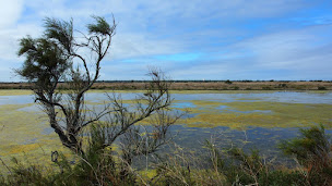 Photo n°10 de Camping Les Dunes à Le Bois-Plage-en-Ré (Terrain de camping)
