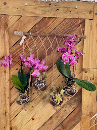 Photo n°61 de LA TERRASSE DES ILES à Le Dorat (Bar)