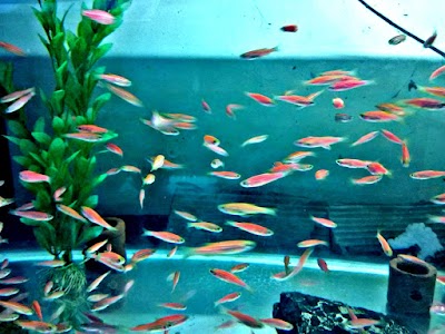 Photos of Toko Ikan Hias Syarif Fish