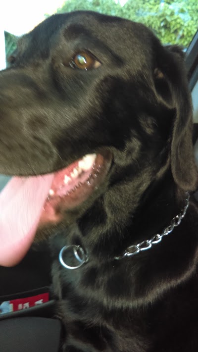 Photos of Veterinary Dr. Yury