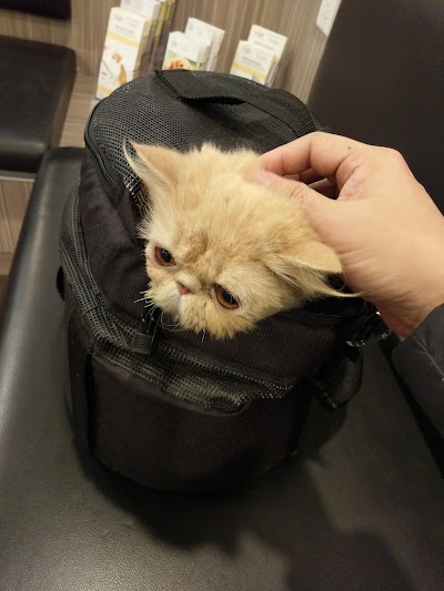 Photos of VSH (Veterinary Specialty Hospital) Hong Kong 專科獸醫醫院